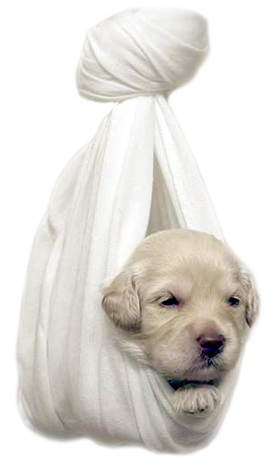 tiny puppy wrapped in white cloth