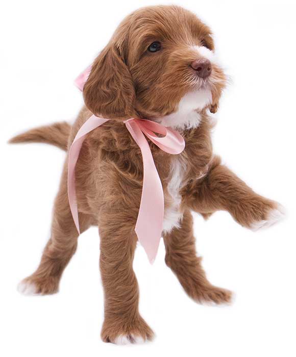 australian labradoodle standing with one foot up in a playtime position