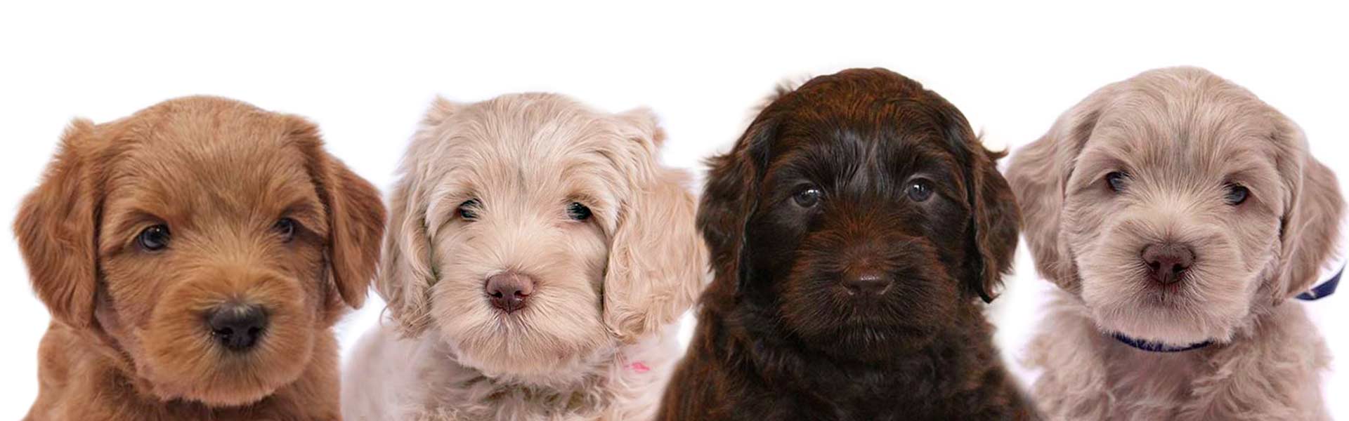 4 australian labradoodles in red caramel chocolate and apricot