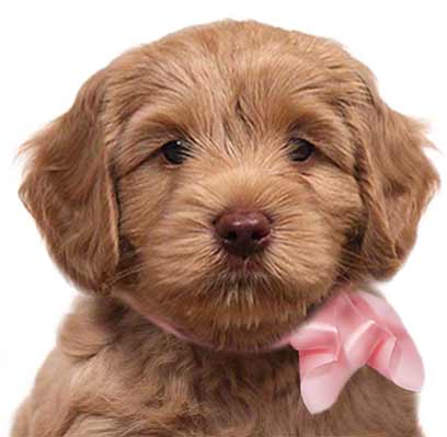 red Australian labradoodle puppy looking straight ahead