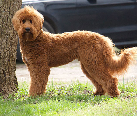 Remi the Australian Labradoodle