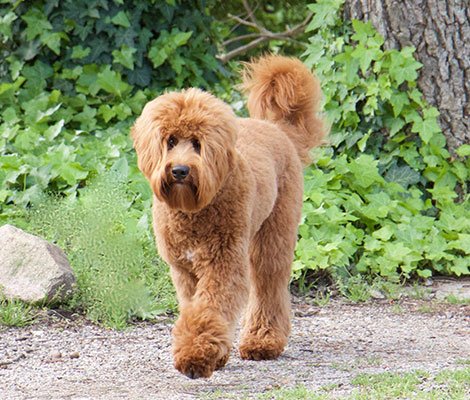 Remi the Australian Labradoodle