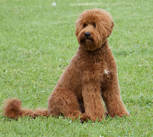 Remi the Australian Labradoodle