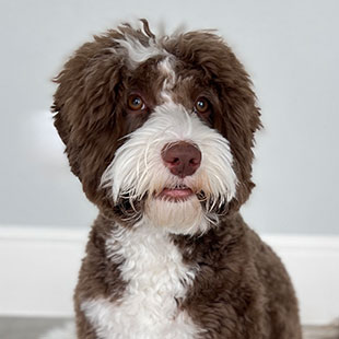 Rocky the Legendary Labradoodle