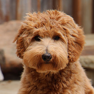 Rosie the Legendary Labradoodle