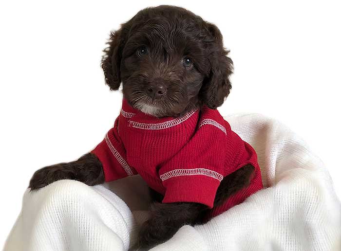 black Australian Labradoodle in a box lined with a white blanket