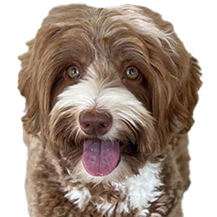 Shiloh the Legendary Labradoodle