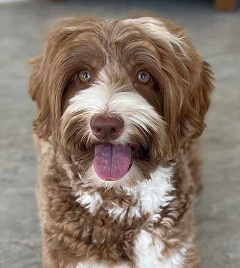 Shiloh the Australian Labradoodle