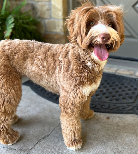 Shiloh the Australian Labradoodle