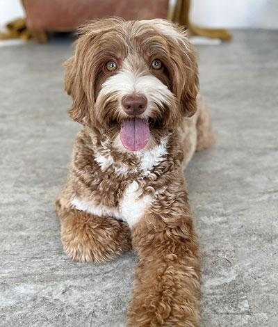 Shiloh the Australian Labradoodle