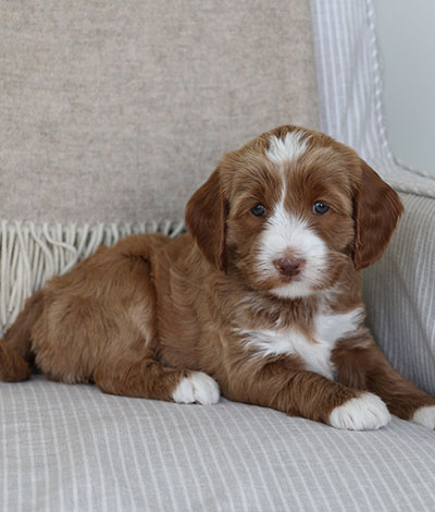 Shiloh the Australian Labradoodle