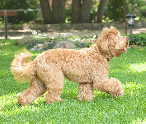 Sophie the Australian Labradoodle