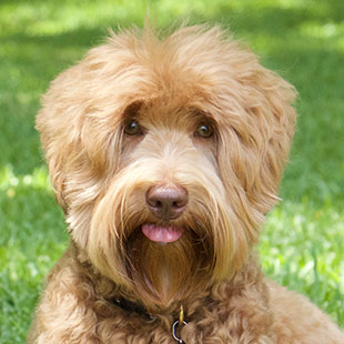 Sophie the Legendary Labradoodle