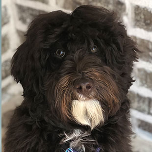 Stella the Legendary Labradoodle