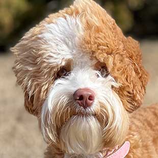 Tabasco the Legendary Labradoodle