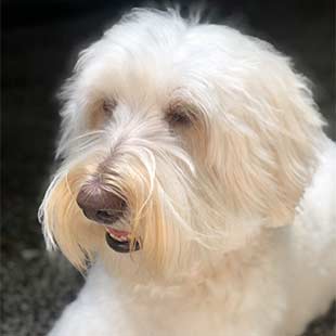 Tallulah the Legendary Labradoodle