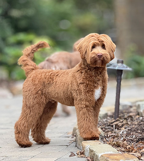 Tate the Australian Labradoodle