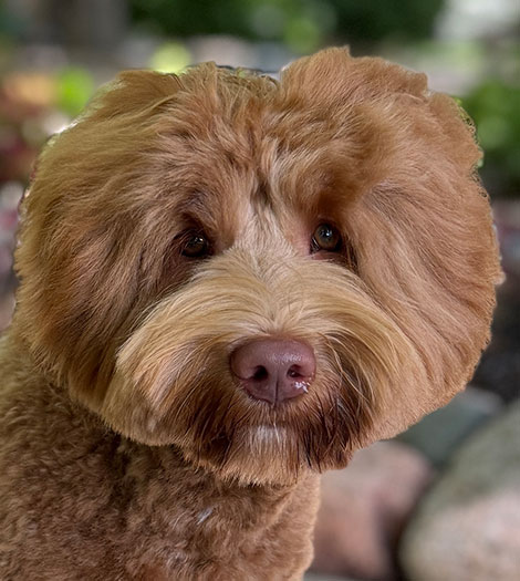 Tate the Australian Labradoodle