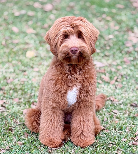 Tate the Australian Labradoodle