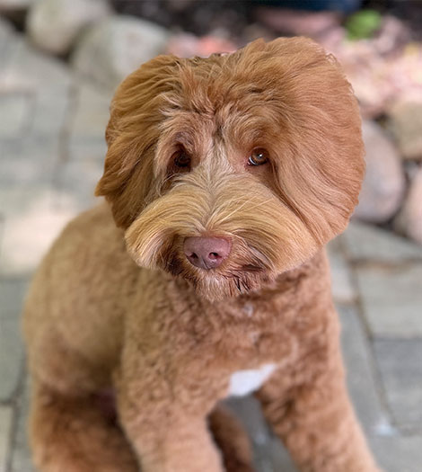 Tate the Australian Labradoodle
