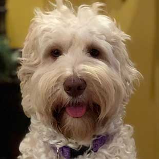 Tillie the Legendary Labradoodle