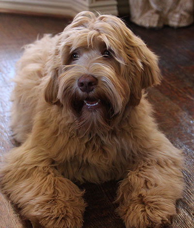 AJ - The proud Australian Labradoodle Daddy