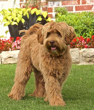 Dam: Annie - The adorable Australian Labradoodle Mom