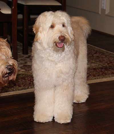 Ben - The proud Australian Labradoodle Daddy
