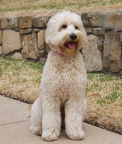 Dam: Birdie - The adorable Australian Labradoodle Mom