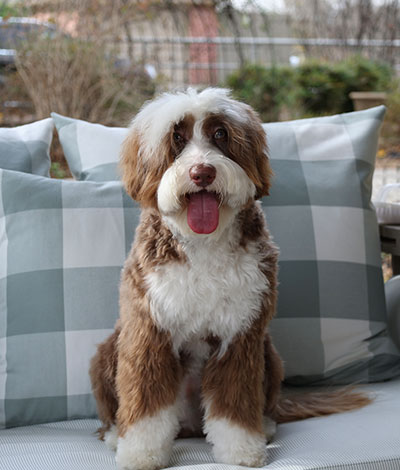 Boots - The proud Australian Labradoodle Daddy