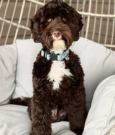 Brisket - The proud Australian Labradoodle Daddy