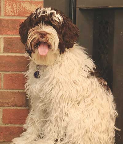 Chewy - The proud Australian Labradoodle Daddy