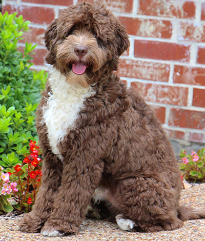 Dutch - The proud Australian Labradoodle Daddy