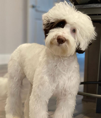 Dam: Ellie - The adorable Australian Labradoodle Mom