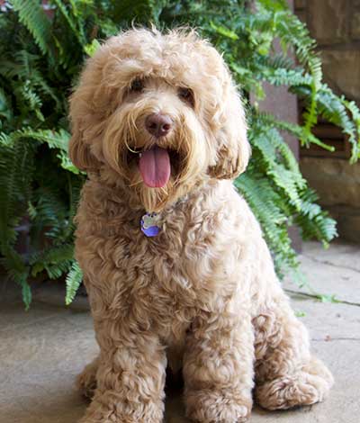 Dam: Fifi - The adorable Australian Labradoodle Mom