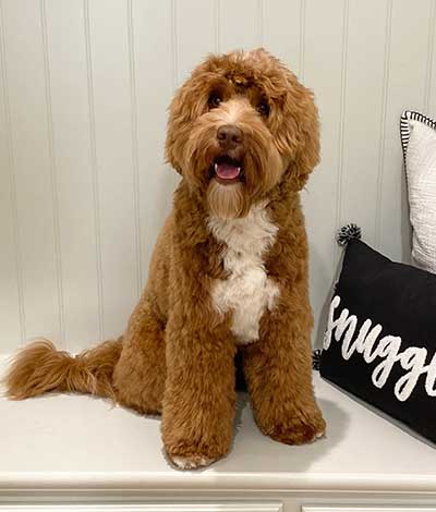 Flirt - The proud Australian Labradoodle Daddy