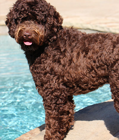 Dam: Georgy - The adorable Australian Labradoodle Mom