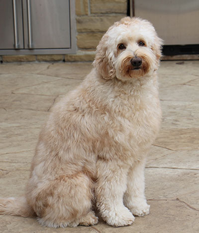 Dam: Gracie - The adorable Australian Labradoodle Mom
