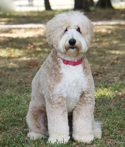 Dam: Harper - The adorable Australian Labradoodle Mom
