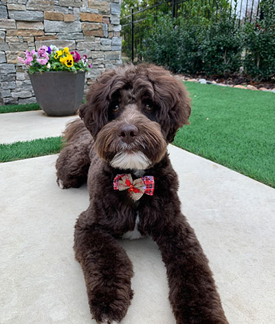 Henry - The proud Australian Labradoodle Daddy