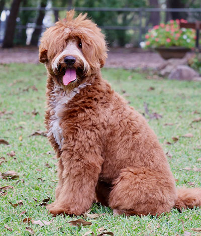 Dam: Izzy - The adorable Australian Labradoodle Mom