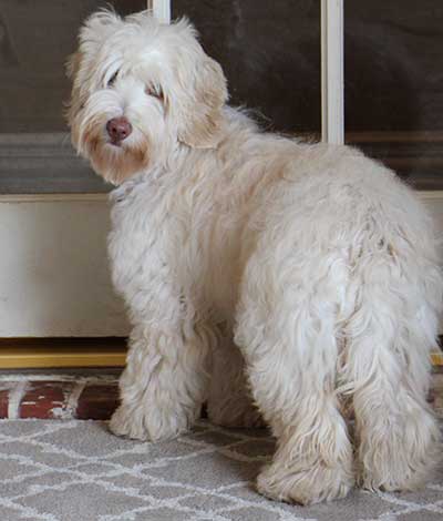 Dam: Katie - The adorable Australian Labradoodle Mom