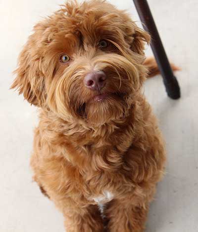 Dam: Lizzie - The adorable Australian Labradoodle Mom