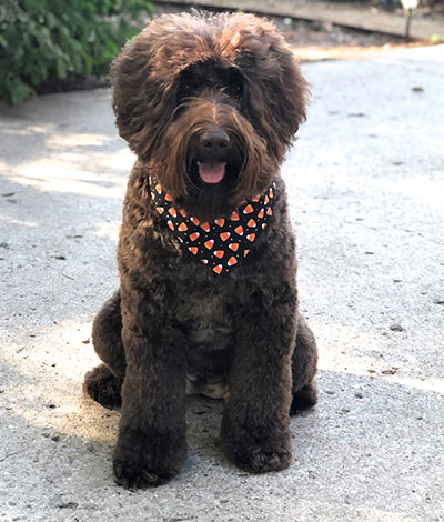 Dam: Lola - The adorable Australian Labradoodle Mom