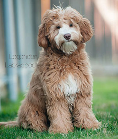 Dam: London - The adorable Australian Labradoodle Mom