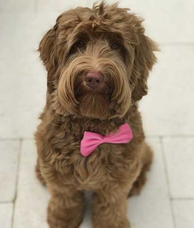 Dam: Lulu - The adorable Australian Labradoodle Mom