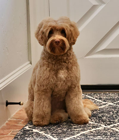 Dam: Marlee - The adorable Australian Labradoodle Mom