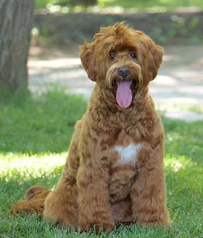Dam: Mayzie - The adorable Australian Labradoodle Mom