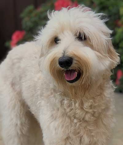 Dam: Mia - The adorable Australian Labradoodle Mom