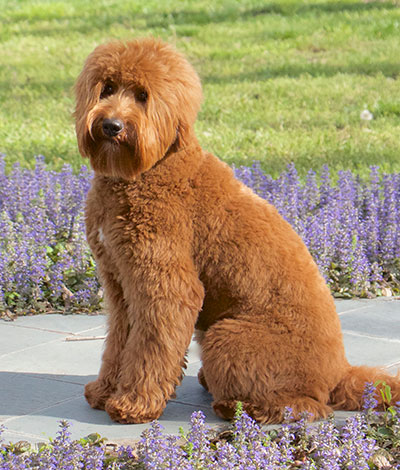 Finn - The proud Australian Labradoodle Daddy